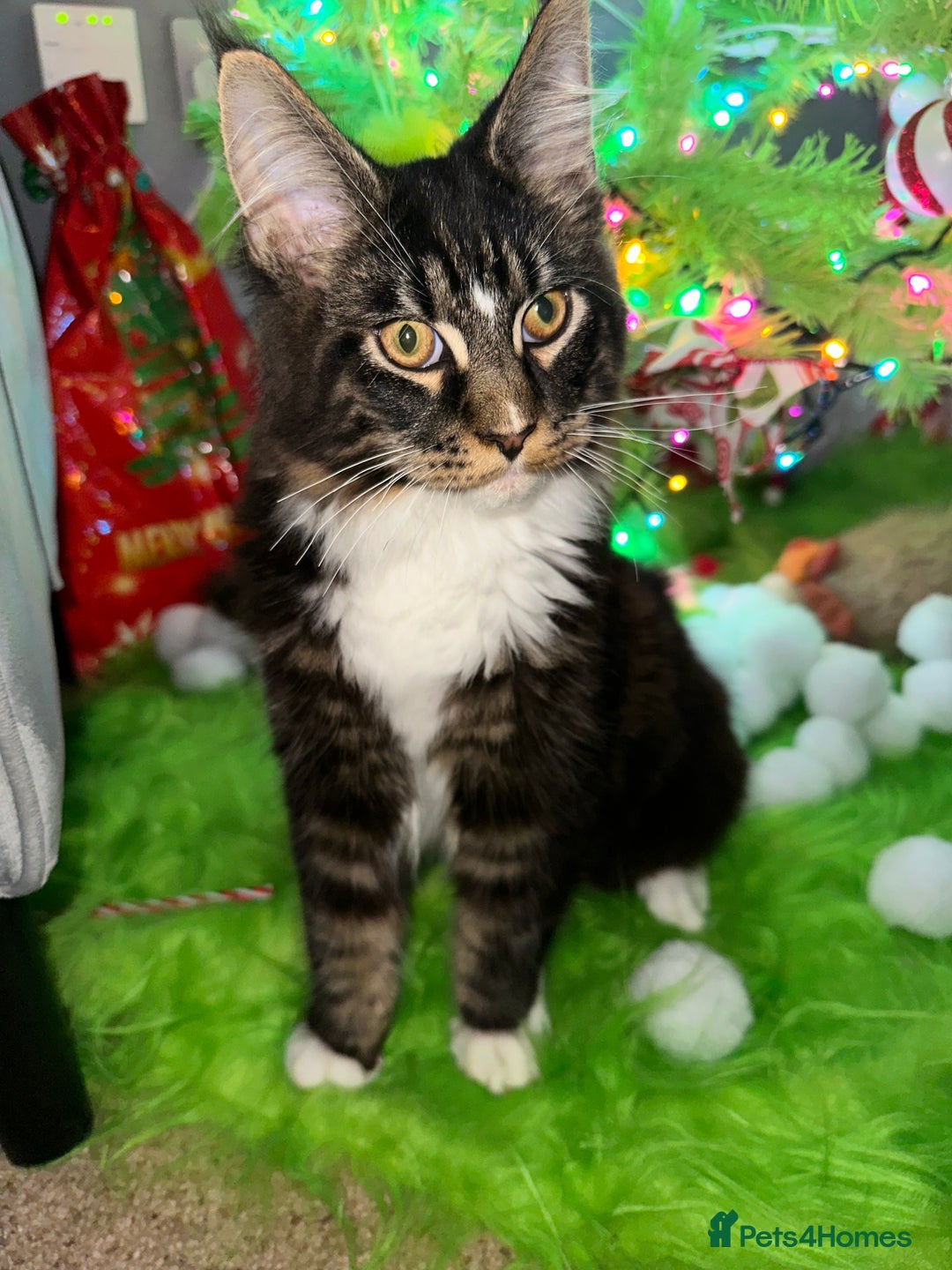 Maine Coon cats for sale: Xl mainecoon kittens dad is Xl very big boy  - Advert 25