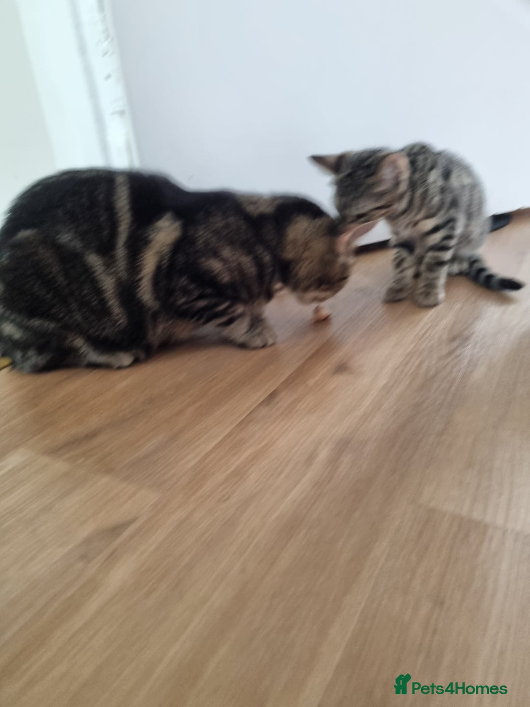 Bengal cats for sale: Mixed bengal kittens - Image 7