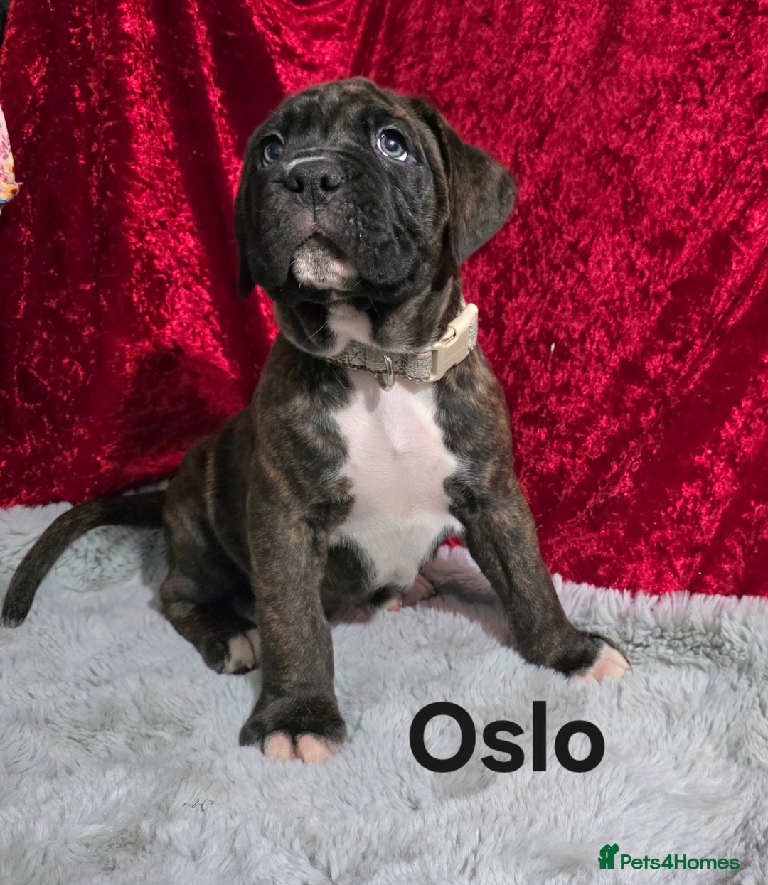 Boxer dogs for sale: Very unusual & Rare Boxer cross - Advert 8