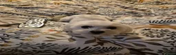 Maltese dogs for stud: Mimi Maltese  - Advert 1