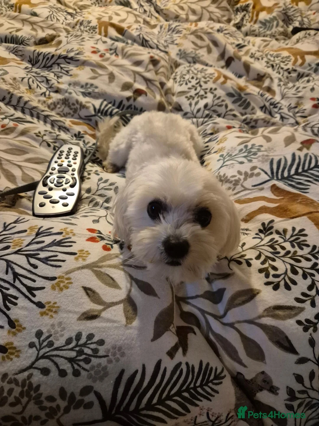Maltese dogs for stud: Mimi Maltese  - Advert 1