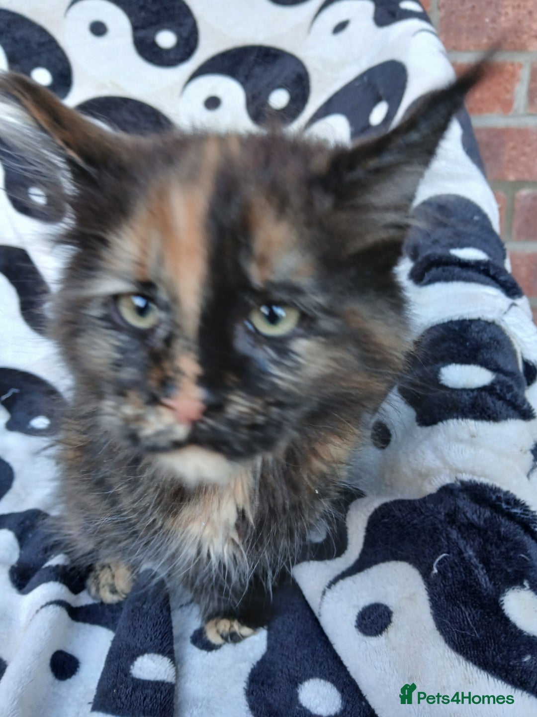 Maine Coon cats for sale: Last remaining TICA reg girl Ready now! - Advert 3