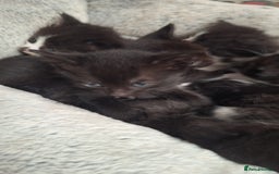 Mixed Breed cats for sale: STUNNING KITTENS  - Image 6
