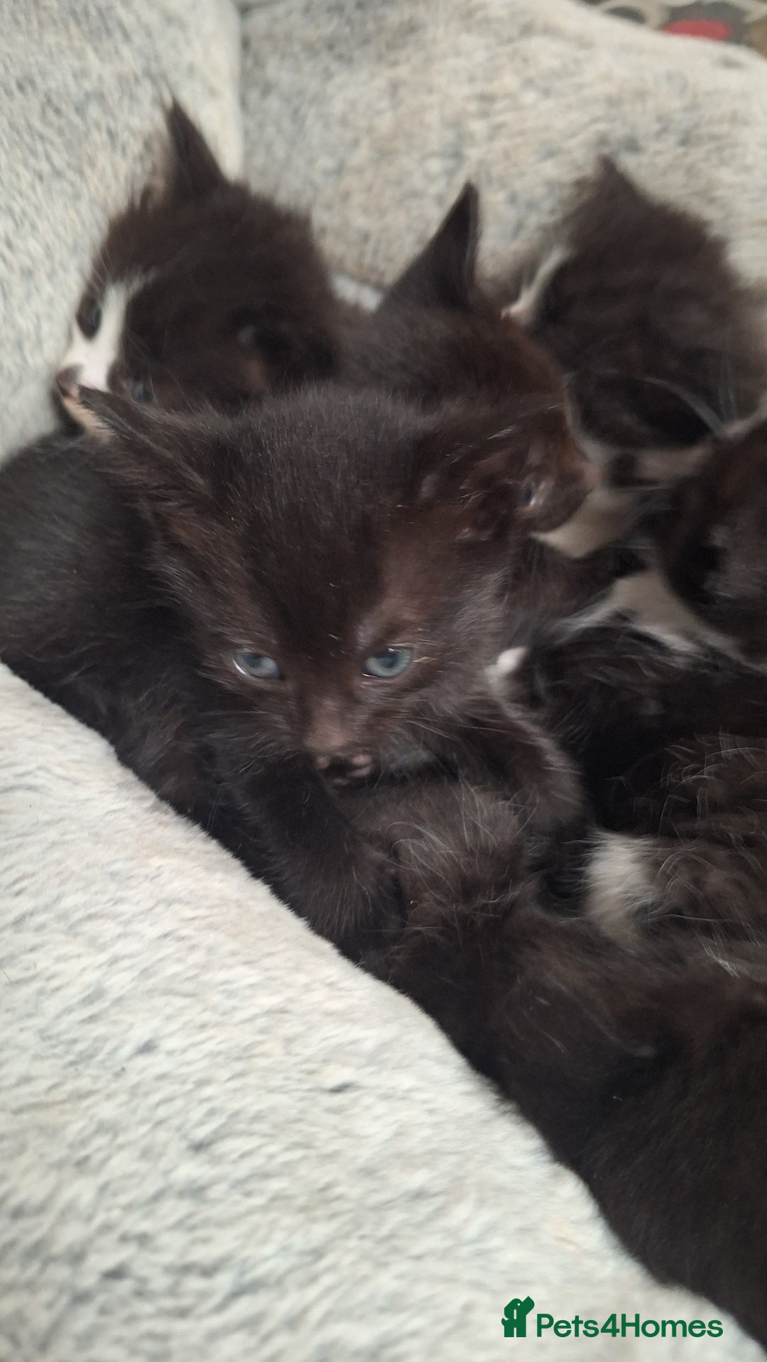 Mixed Breed cats for sale: STUNNING KITTENS  - Image 6