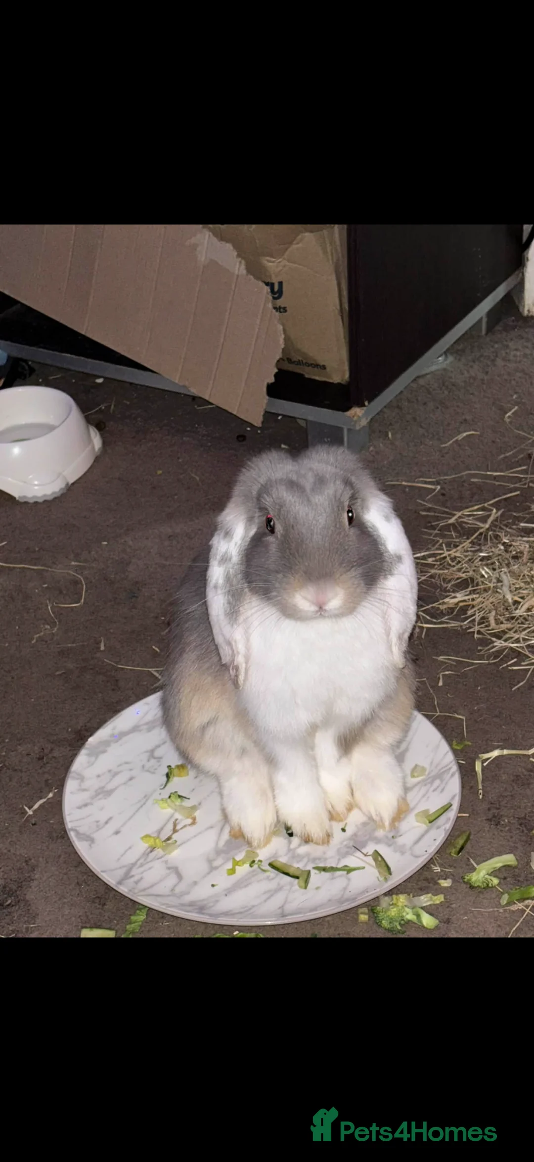 Mini Lop rabbits for sale: Mother and daughter mini lops  - Advert 1