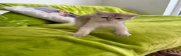 British Longhair cats for sale: Pure Bread British Longhair and Shorthair kittens - Advert 14