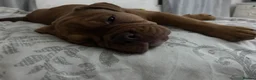 Mixed Breed dogs for sale: OLDE STAFF ENGLISH BULLDOGGE - Advert 12