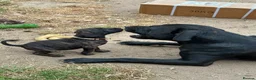 Staffordshire Bull Terrier dogs for sale: 9 beautiful staff pups in Beccles - Advert 4