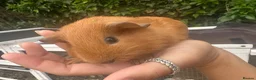 Guinea Pig rodents for sale: Baby Guinea Pig’s For Sale in King's Lynn - Advert 8