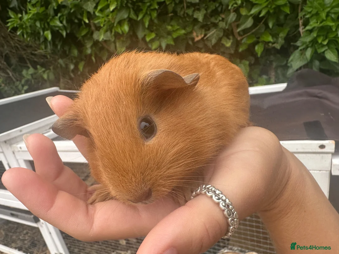 Guinea Pig rodents for sale: Baby Guinea Pig’s For Sale in King's Lynn - Advert 8