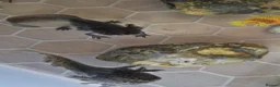 Axolotl reptiles for sale: Axolotl  - Advert 4