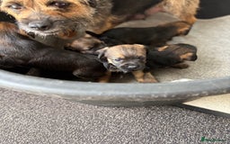 Border Terrier dogs for sale: Stunning border terrier puppy’s  - Image 7