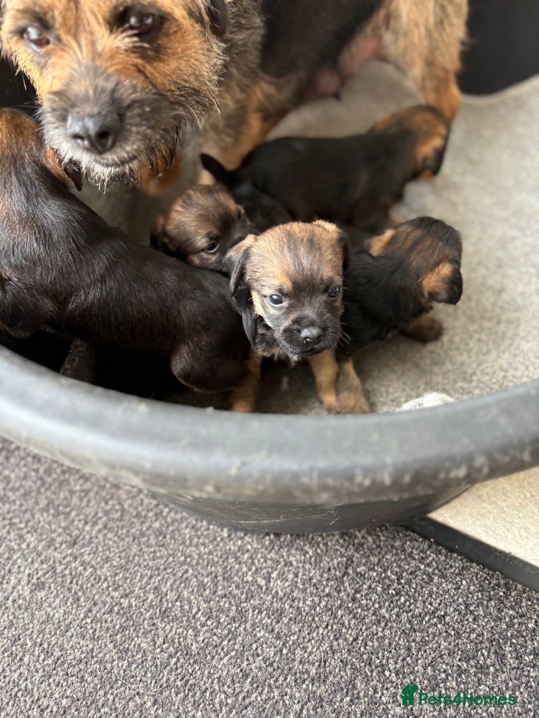 Border Terrier dogs for sale: Stunning border terrier puppy’s  - Image 7