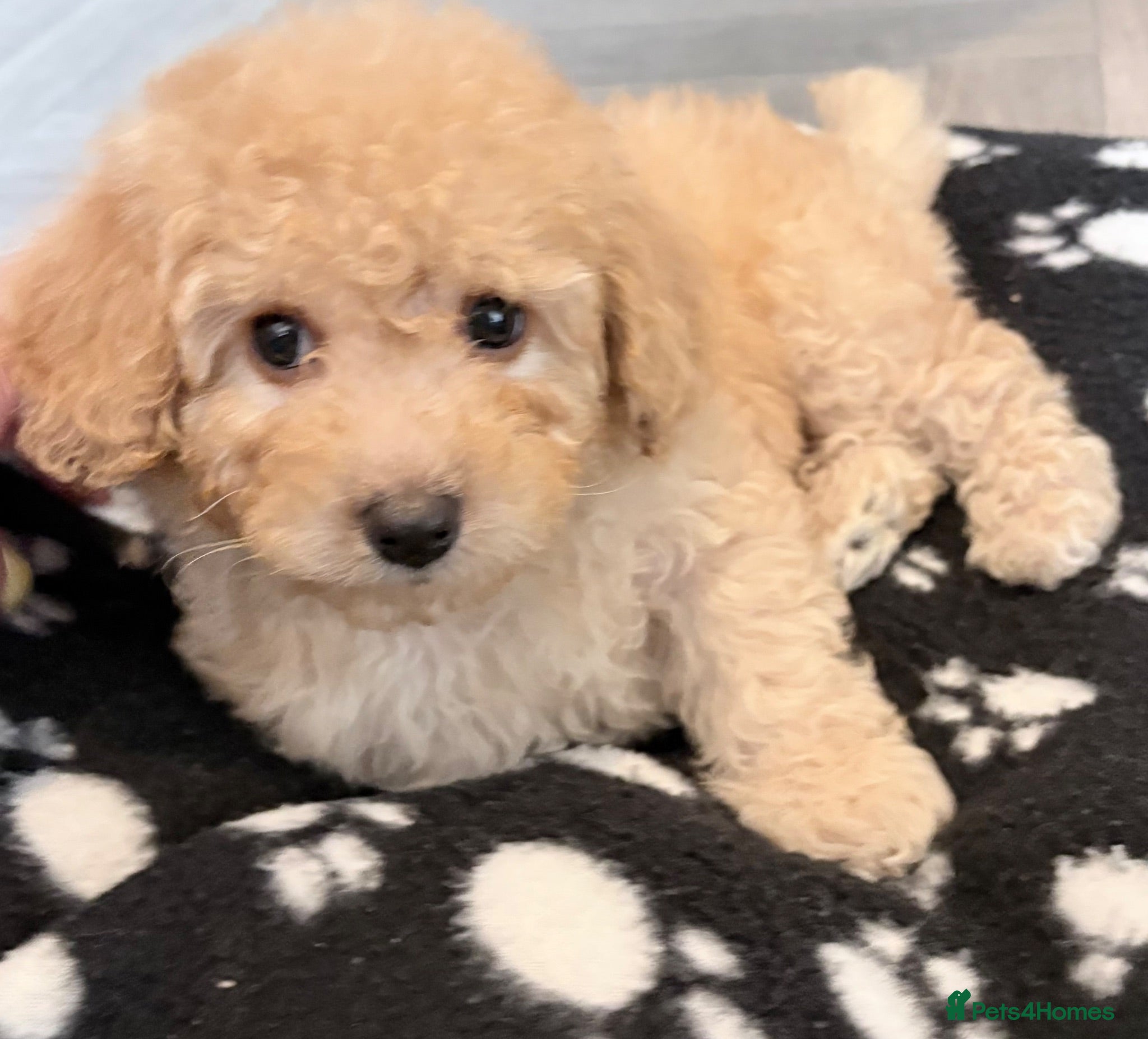Cavapoo dogs Luxury toyf1b Cavapoo ready Friday 💙 - Advert 10