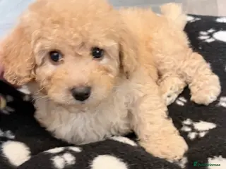 Cavapoo dogs Luxury toyf1b Cavapoo ready Friday 💙 - Advert 10