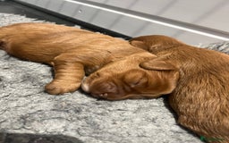 Cavapoo dogs for sale: Stunning F1 Cavapoo pups ONE GIRL LEFT - Image 6