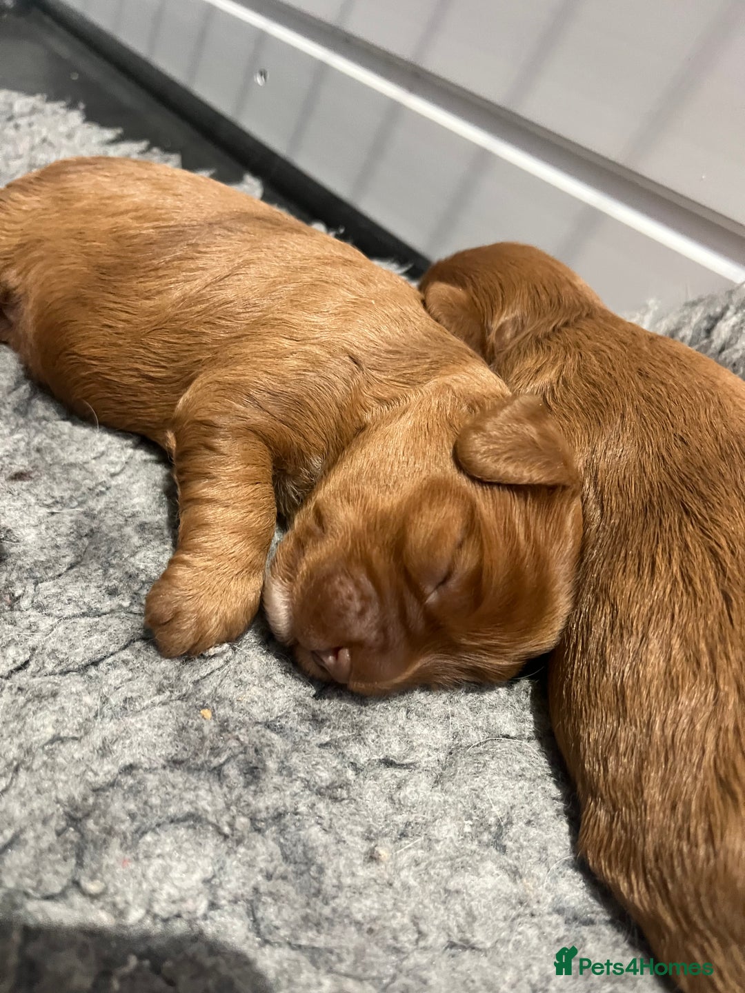 Cavapoo dogs for sale: Stunning F1 Cavapoo pups ONE GIRL LEFT - Image 6