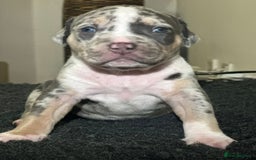 Mixed Breed dogs for sale: STUNNING!!! Staffy Cross Puppies!!! - Image 17