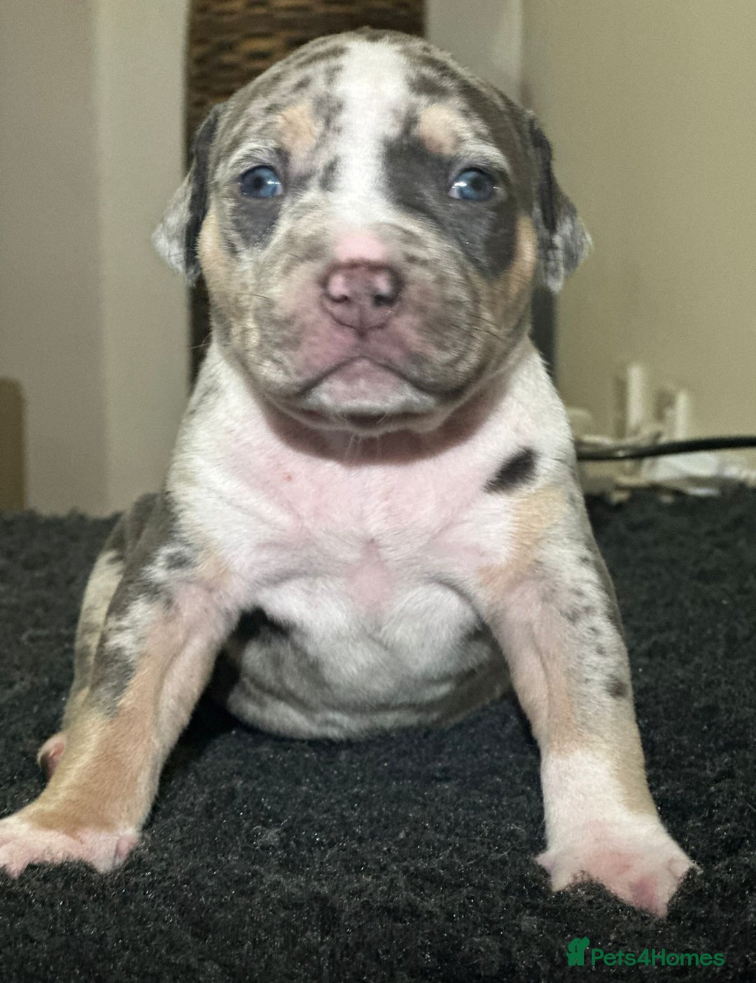 Mixed Breed dogs for sale: STUNNING!!! Staffy Cross Puppies!!! - Image 17