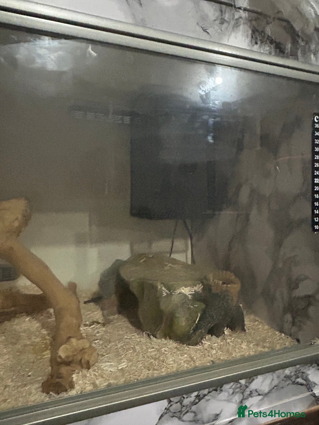 Python Snake reptiles for sale: Male python 5 months old - Advert 10