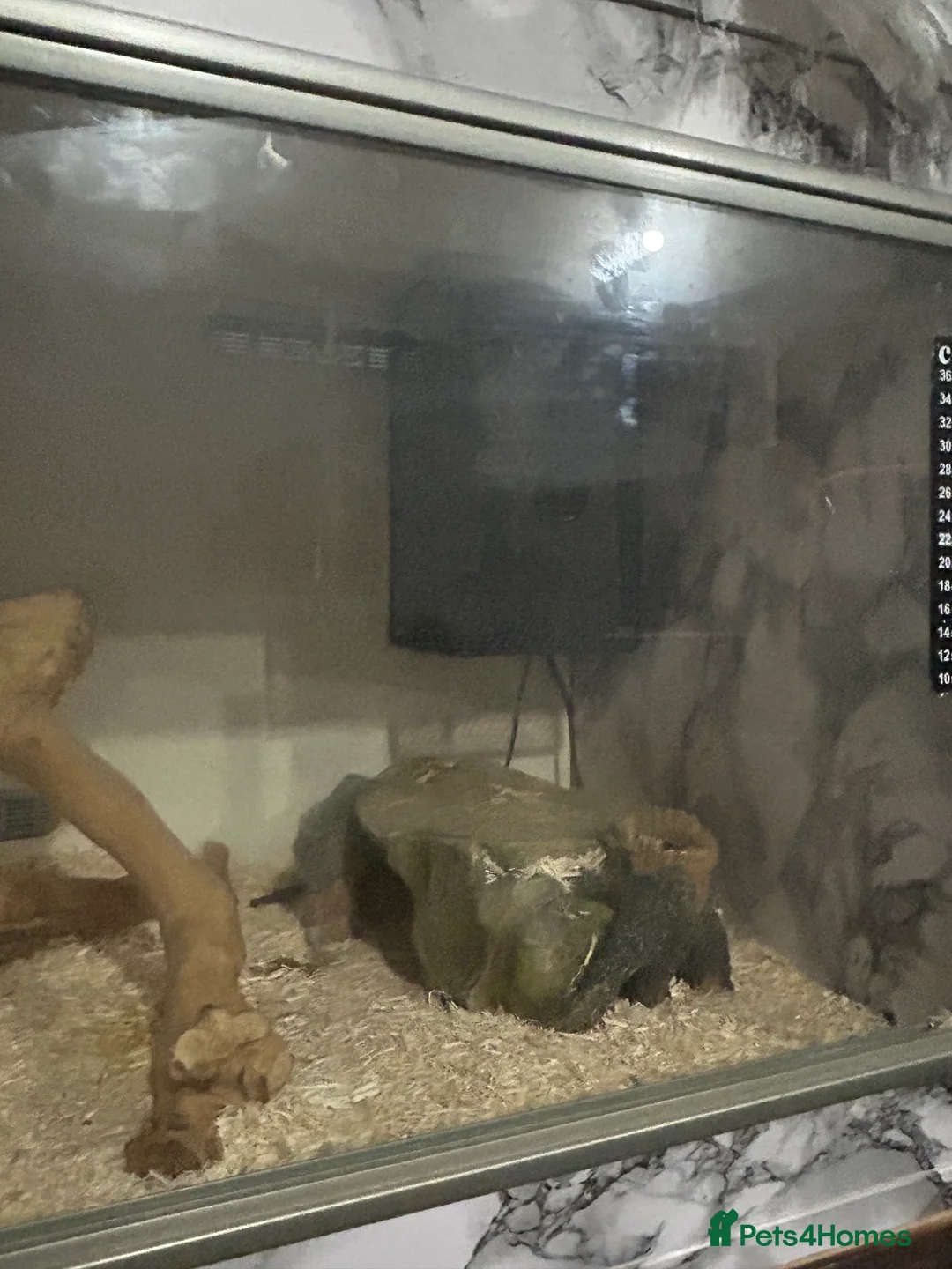 Python Snake reptiles for sale: Male python 5 months old - Advert 10