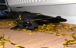 British Longhair cats for sale: Rono needs a new family - Image 3