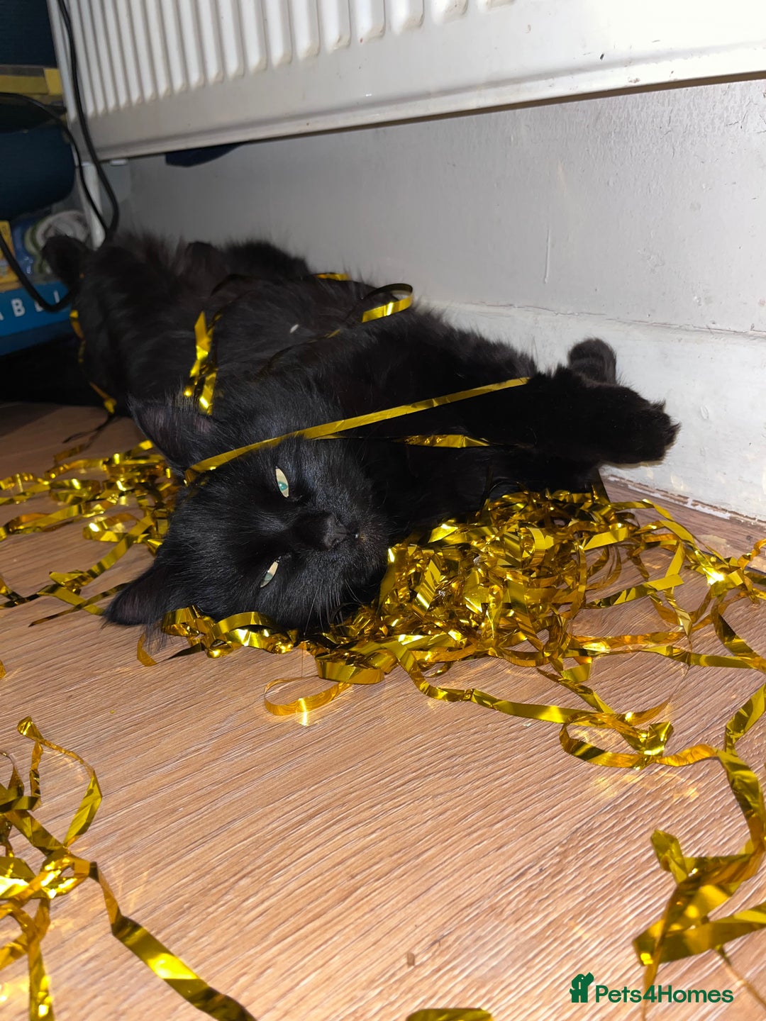 British Longhair cats for sale: Rono needs a new family - Image 3