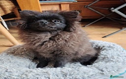 Pomeranian dogs for sale: Pom puppys with Kc reg , pedigree for sale in Taunton - Image 24