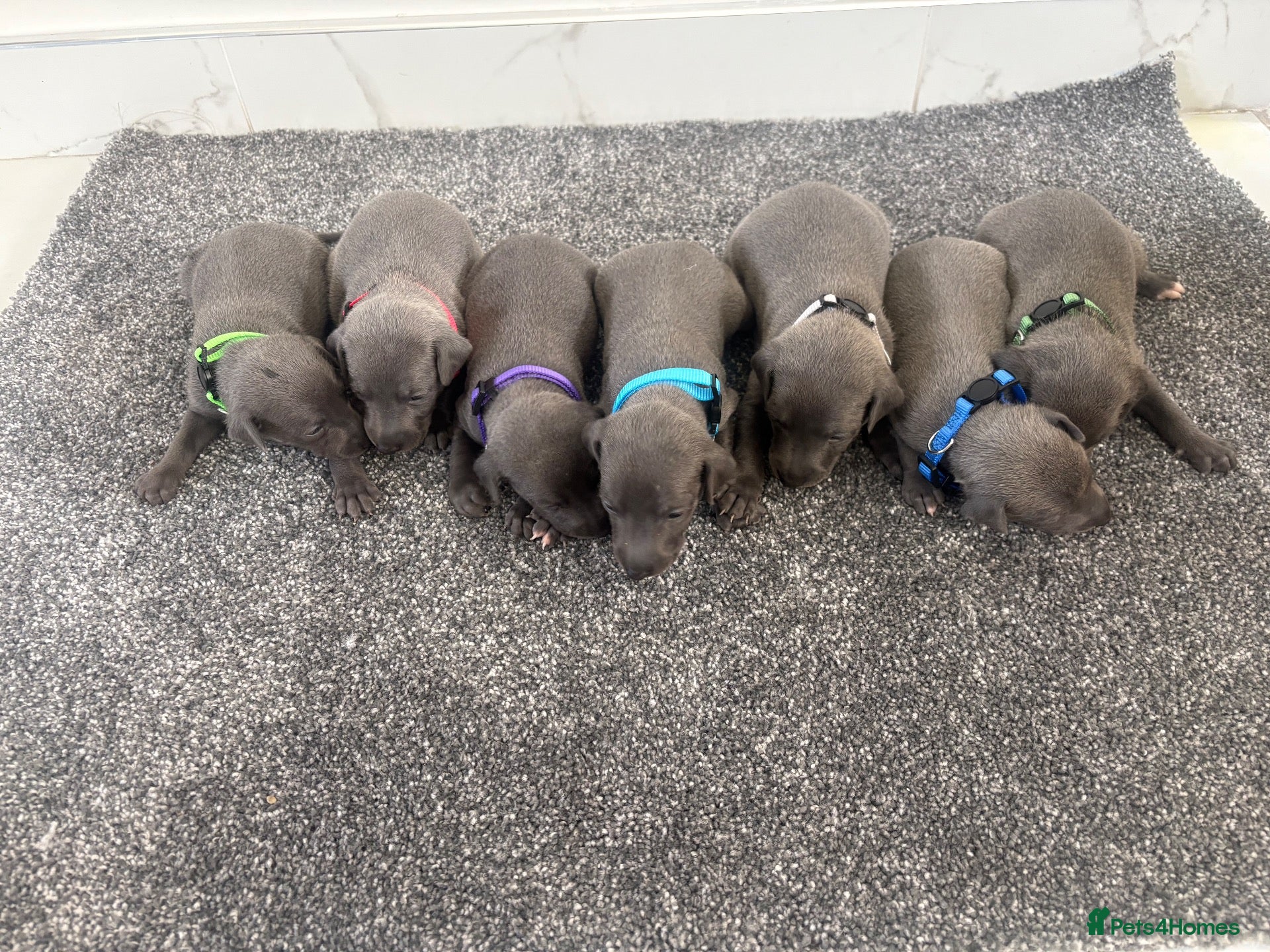 Whippet dogs Blue whippet puppies 💙❤️🏡 - Advert 1