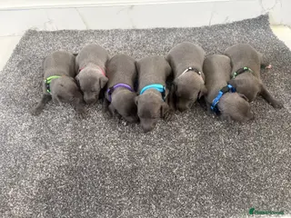 Whippet dogs Blue whippet puppies 💙❤️🏡 - Advert 1
