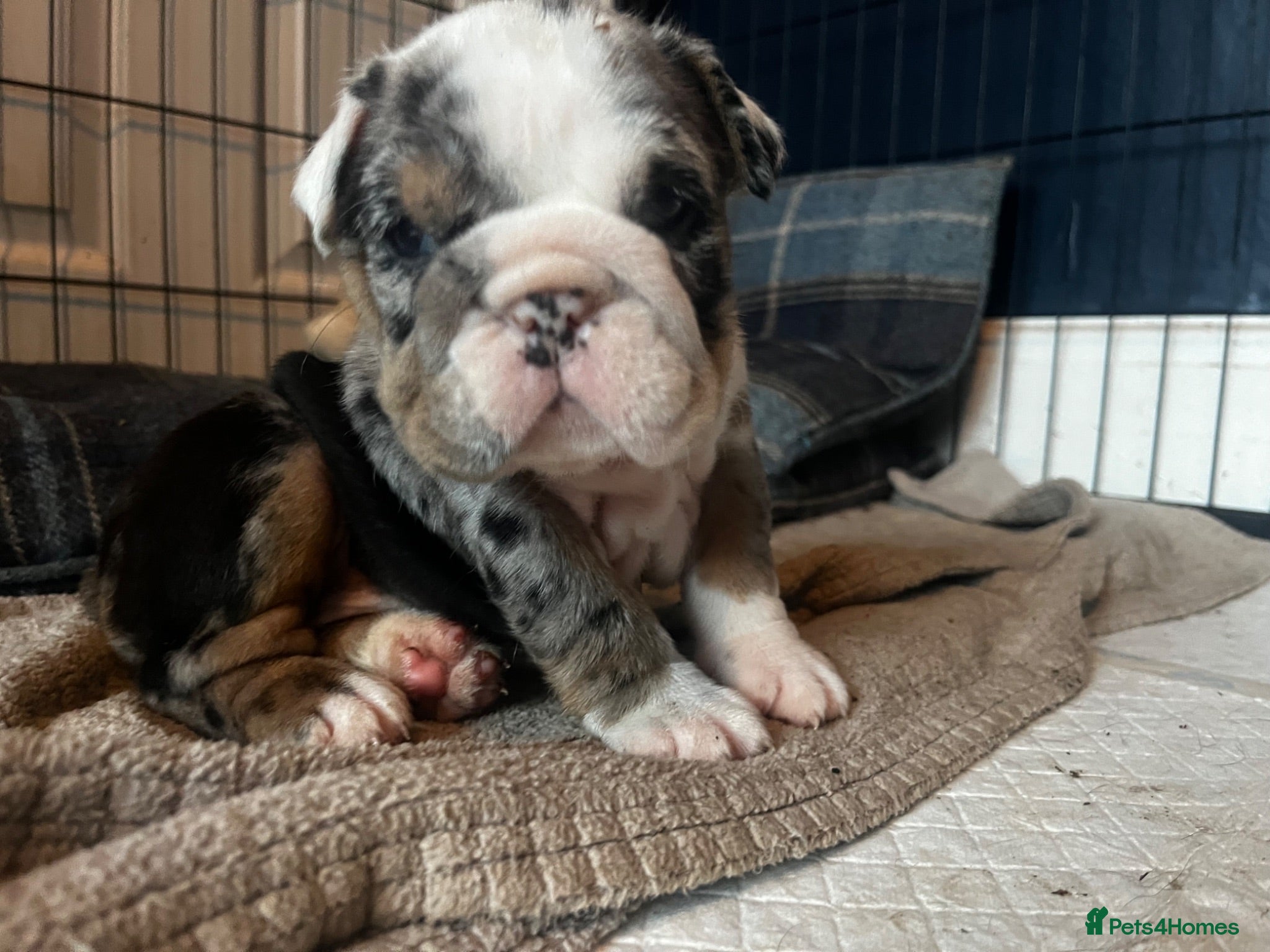 English Bulldog dogs English bulldogs fluffy carriers - Advert 1