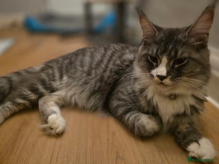 Maine Coon cats Beautiful Maine Coon Kittens 4 boys/2girl - Advert 1