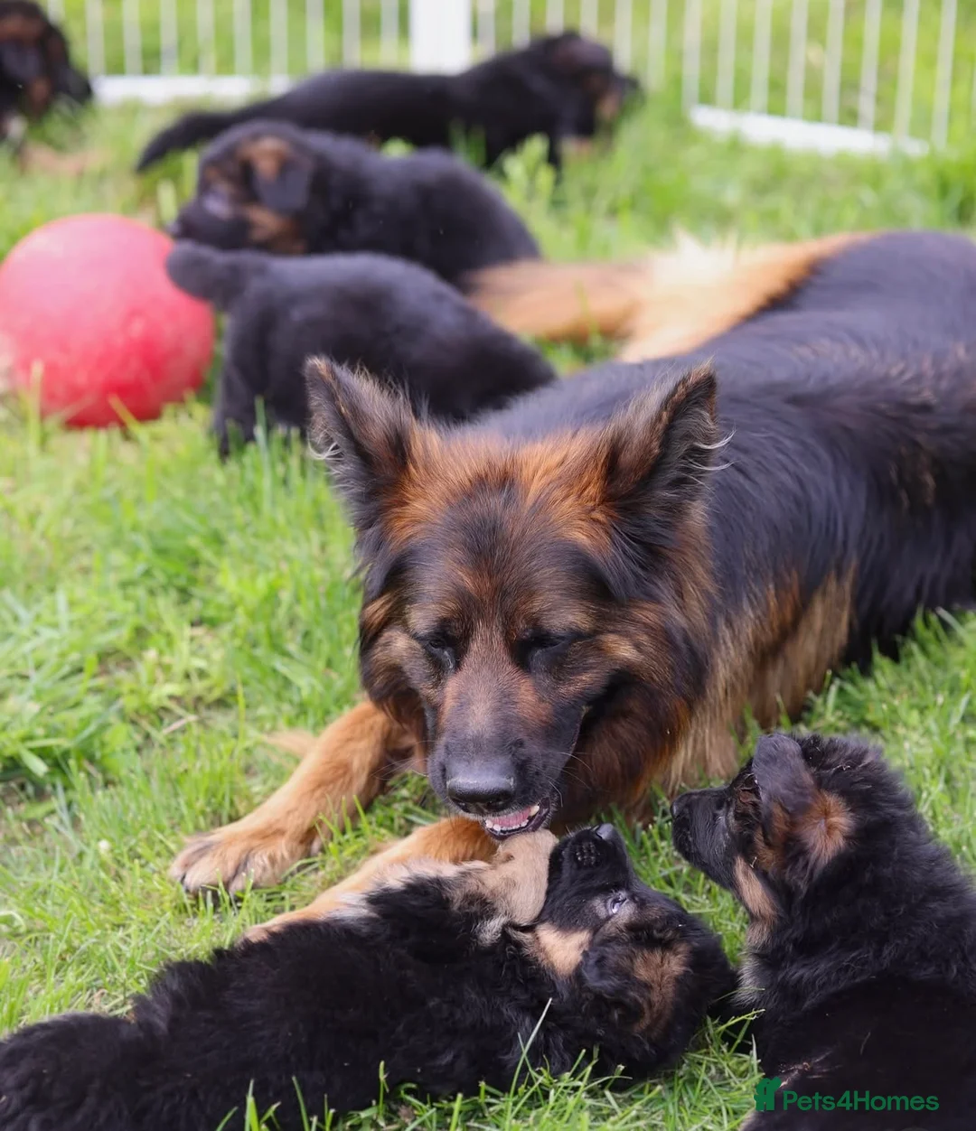 German Shepherd dogs for sale: German Shepherd Dogs!! - Advert 1