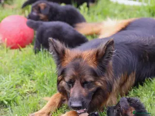 German Shepherd dogs German Shepherd Dogs!! - Advert 1