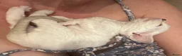 Devon Rex cats for sale: Beautiful GCCF Registered Devon Rex Kittens - Advert 11
