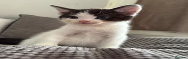 Mixed Breed Kitten 3