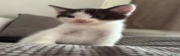 Mixed Breed cats for sale: Main coon X British short hair kittens  in Chessington - Advert 8