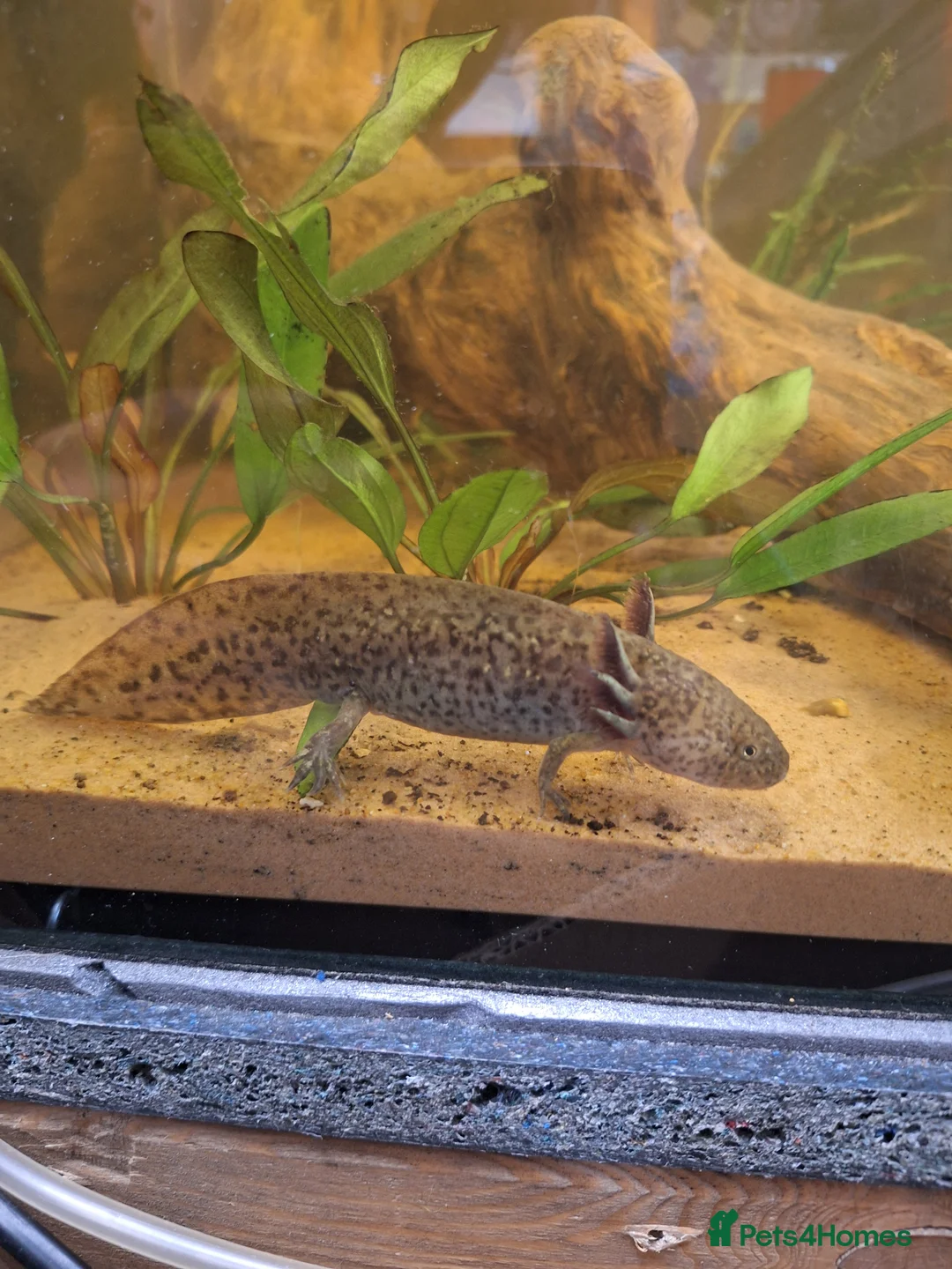Axolotl reptiles for sale: Wild type Axolotl in Lytham Saint Annes - Advert 1