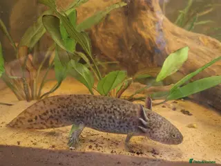 Axolotl reptiles Wild type Axolotl - Advert 2