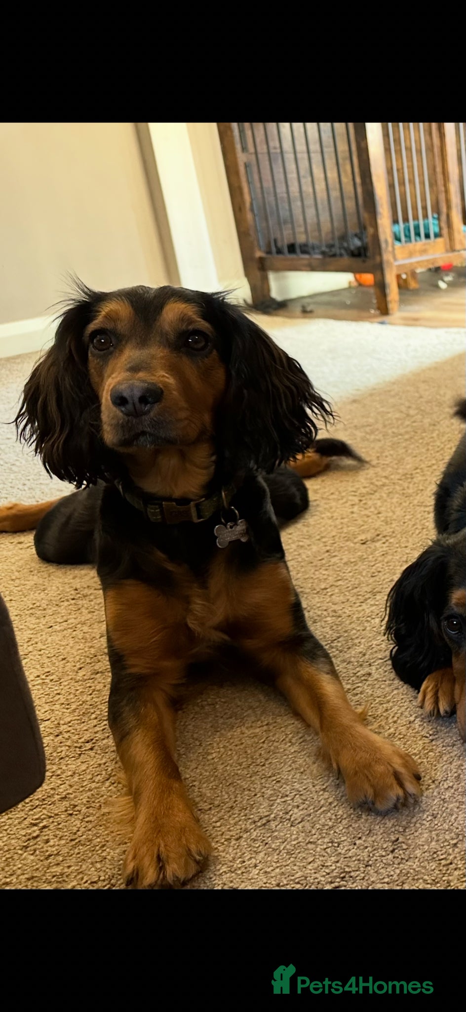 Cocker Spaniel dogs 1 year old cocker spaniel puppy - Advert 1