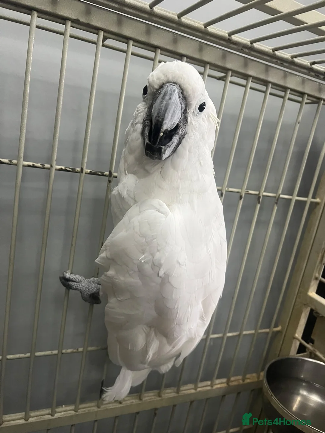 Cockatoo birds for sale: Snowy Cookatoo Parrot  - Advert 1