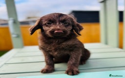 Labradoodle dogs for sale: Chocolate Merle Labradoodle Babies 🐾🐾🐾 - Advert 11