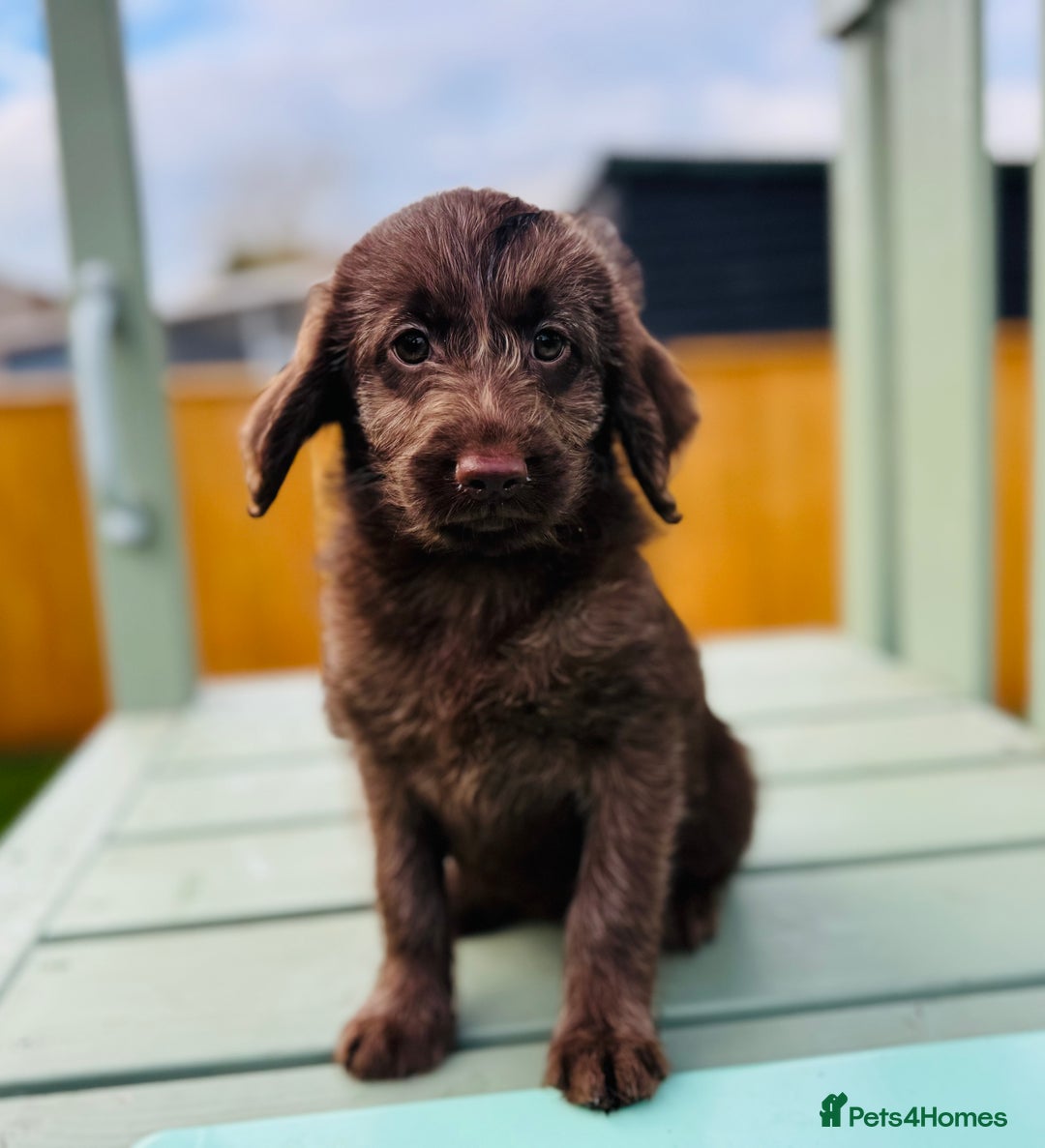 Labradoodle dogs for sale: Chocolate Merle Labradoodle Babies 🐾🐾🐾 - Advert 11