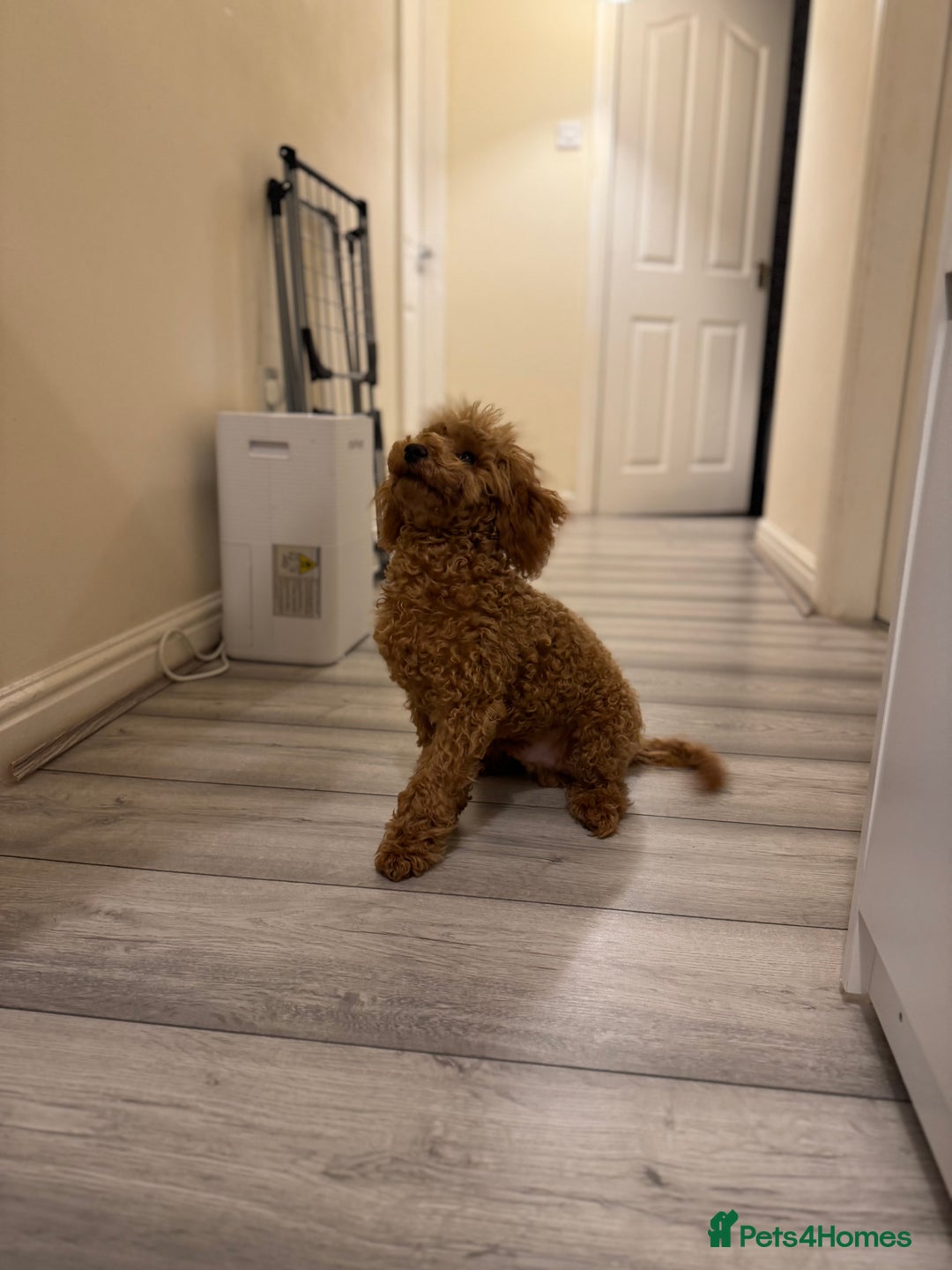 Toy Poodle dogs for sale: 6 month old toy poddle  - Advert 8