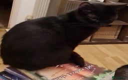 Mixed Breed cats for sale: Mixed breed kittens for sale! - Image 1