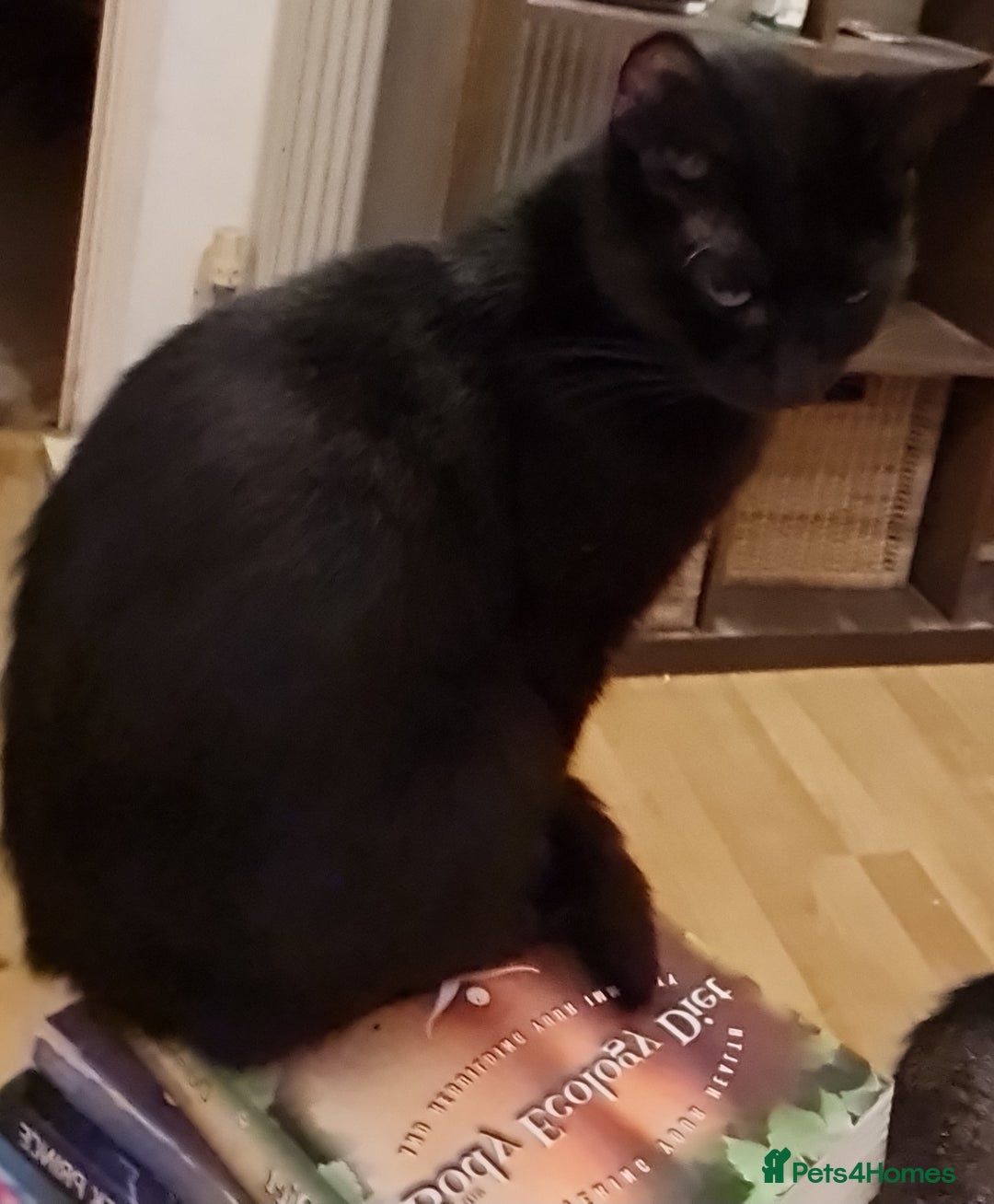 Mixed Breed cats for sale: Mixed breed kittens for sale! - Image 1