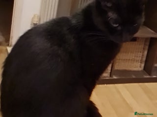 Mixed Breed cats - Advert 3