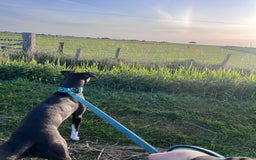 Lurcher dogs for sale: 18 month old lurcher - Image 2