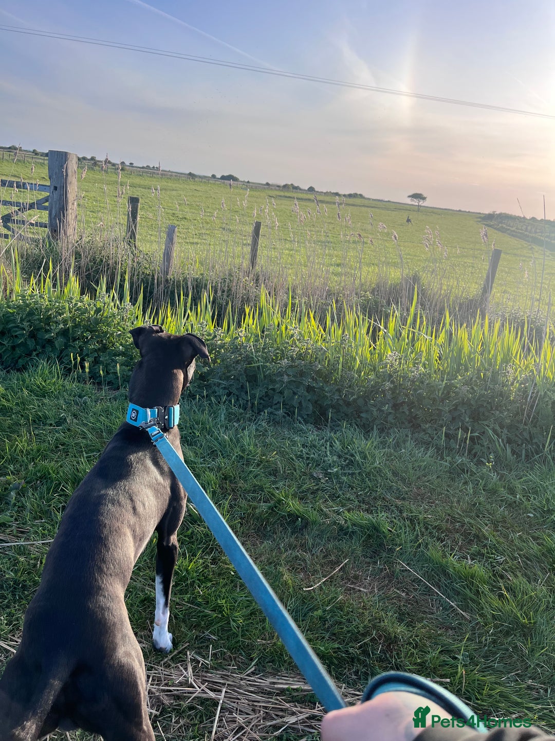 Lurcher dogs for sale: 18 month old lurcher - Image 2