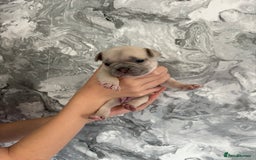 French Bulldog dogs for sale: KC REGISTERED FRENCH BULLDOG PUPPIES - Image 7